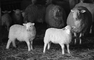 THESE LAMBS are a sign of spring at Chris Guida's farm in Edmunds. (Edward French photo)