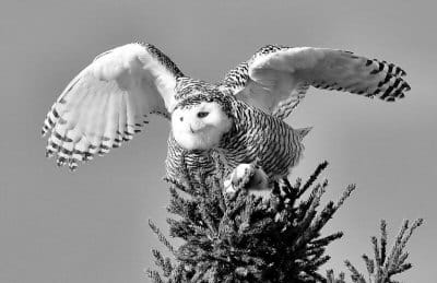 GETTING READY to take flight off the top of a Pembroke tree is a snowy owl. Large numbers of the snowy owls, which are native to the Arctic, have traveled south this winter in search of food