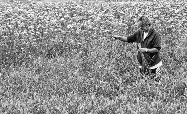 GATHERING SWEETGRASS at Kcipeskiyak, Sipayik, is Donald Francis on a summer's day. The Passamaquoddy and other Native tribes use the sacred plant for making baskets and braids and in prayer,