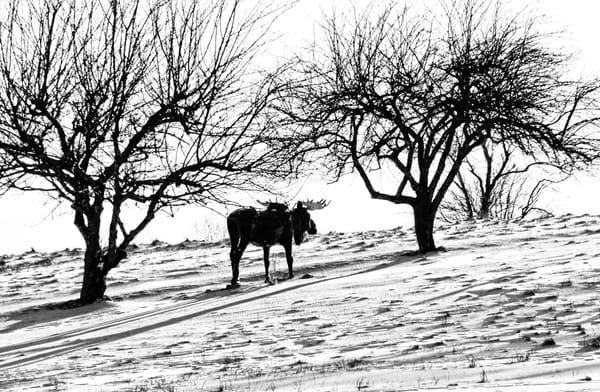 SLOWLY TRUDGING up toward March Hill is this Rossport Farms moose, moving imperceptibly during this long winter on Moose Island. (Edward French photo)