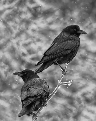 TWO CROWS rest on an icy branch and eye the wintry landscape in Perry, following the January 20 storm that left all creatures, great and small, struggling with ice and a hard-packed crust th