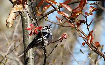 THIS BLACK-AND-WHITE WARBLER is singing “his heart out” just looking for his mate. (Eileen Clark photo)