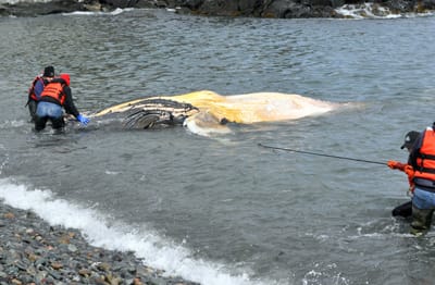 EXAMINING a dead juvenile humpback whale at Boot Cove in Lubec on April 18 are researchers from the Allied Whale program at the College of the Atlantic. (Photo courtesy of Allied Whale)