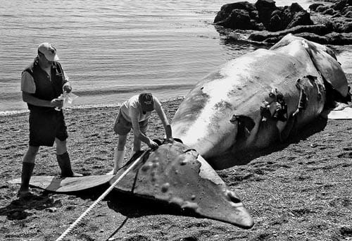EXAMINING A DEAD RIGHT WHALE on a Campobello beach are Canadian and American researchers. The whale had suffered 13 large gashes from the propeller of a ship, and her body was found floating