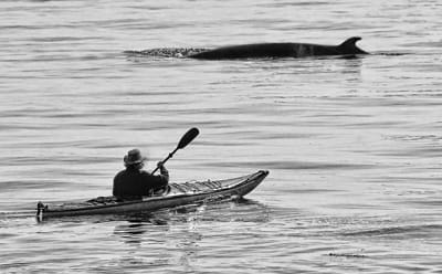 QUIETLY WATCHING A MINKE WHALE as it surfaces is this kayaker off Campobello Island. Local whale-watching boats have recently been seeing quite a few whales, including Gonzo, Breadknife, Stu