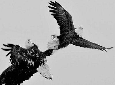 LOCKING TALONS in flight are two bald eagles in Pembroke. (Don Dunbar photo)
