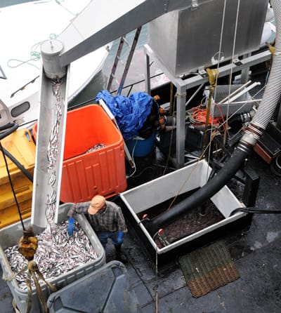 PUMPING OUT HERRING at the Eastport Fish Pier from the hold of the carrier Jenny Rose, owned by Earl Small, is his brother Gary. The fish were caught off Eastport by Earl Small’s purse seine