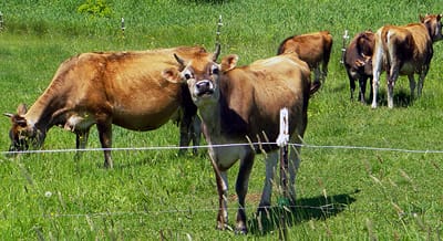 OUTSTANDING in her field, a Jersey cow with an attitude enjoys a day in June when heaven and earth are in perfect tune. (Chessie Crowe Gartmayer photo)