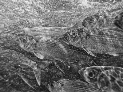 ALEWIVES swim up the Pennamaquan River in Pembroke. (Don Dunbar photo)