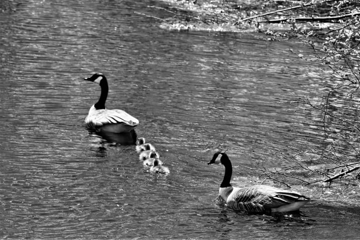 SWIMMING INTO SPRING with their Canada goose parents, these four goslings paddle out on Round Pond in Charlotte. (Eileen Clark photo)
