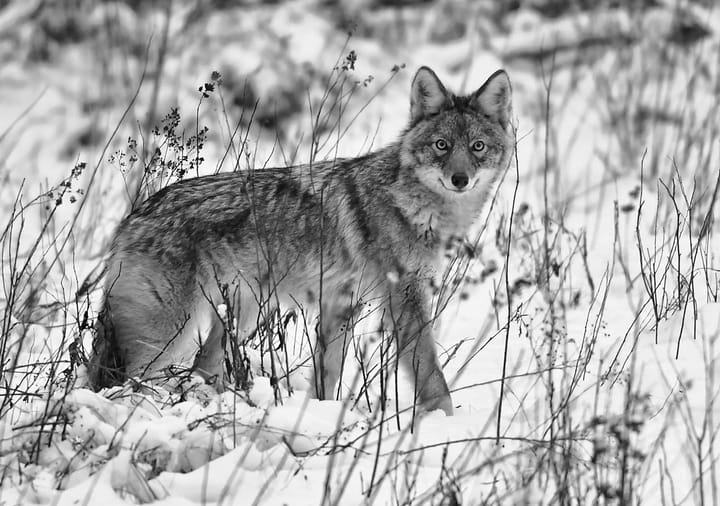 A COYOTE makes his way across a field in Perry after a recent snowfall. (Don Dunbar photo)