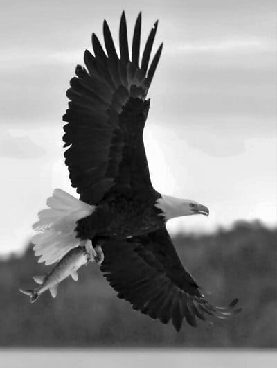 FLYING AWAY on January 28 with a pickerel that was left on the Boyden's Lake ice by fishermen is a bald eagle. (Don Dunbar photo))