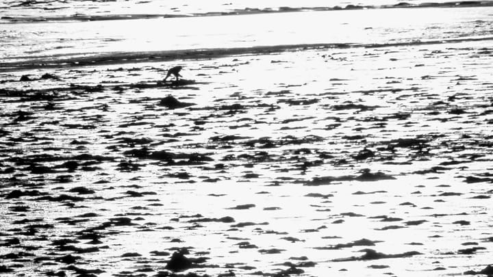 OUT ON THE FLATS at Carrying Place Cove in Eastport, a clamdigger works on a late winter's afternoon tide. (Edward French photo)