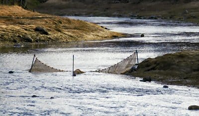 ELVER FYKE NETS can now be spotted in many Downeast rivers, including the Pennamaquan River in Pembroke. Fishermen have been receiving about $1,800 a pound for the glass eels. (Edward French