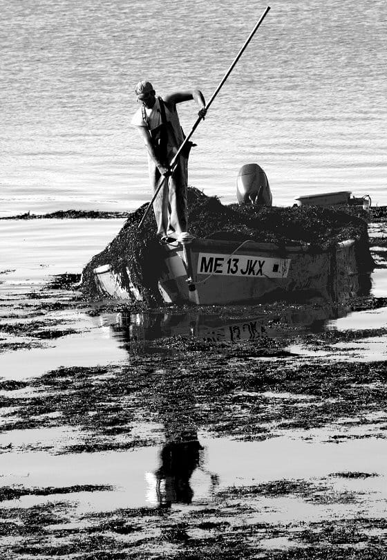 ROCKWEED IS HARVESTED at Deep Cove in Eastport by a worker for Acadian Seaplants. The Cobscook Bay harvest this year has generated controversy around the bay. (Edward French photo)