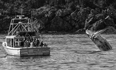 A HUMPBACK WHALE breaches off Nancy’s Head, Campobello, on September 16, as passengers on Eastport Windjammers’ Pier Pressure observe. Whale-watchers have seen plenty of finbacks, humpbacks 