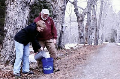 GATHERING THE SAP at Maple Lane Sugary in Robbinston are Mary Ann Duvall and Steve Ftorek. About 100 trees were tapped this year in the sugarbush run by Howard and Mary Duvall, but with Marc