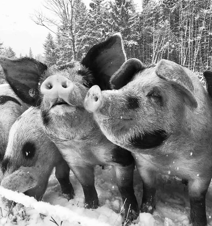 MARCH CAME IN LIKE A PIGLET and went out like a lamb this year. These piglets at Tide Mill Organic Farm in Edmunds are shown celebrating National Pig Day during a gentle snowfall on March 1 