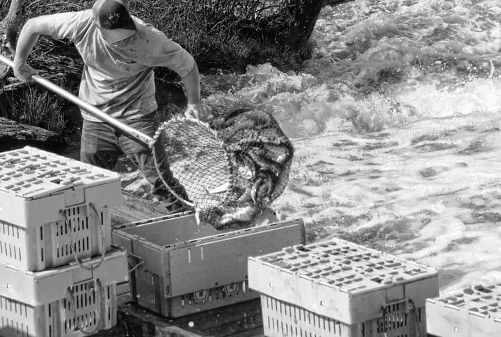 DIPPING ALEWIVES in the first commercial harvest on the Pennamaquan River